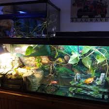 My Water Dragon Vivarium Needs Heat Lamp Hooked In And Maybe A 2nd Uvb Bulb Waiting For A New Dragon Water Dragon Heat Lamps New Dragon