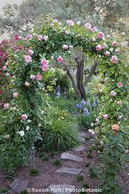 Pink Climbing Rose On Arch Trellis Over Path Rosegarden Beautiful Gardens Garden Arches Cottage Garden