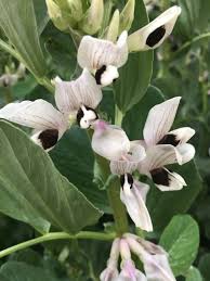 Sowing fava beans in spring: How To Grow Fava Beans Gardening In The Desert