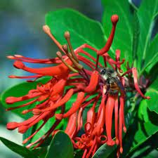 You will be able to use it for this purchase if you qualify for instant spend, otherwise you will be able to use it for genuine plant world seeds branded packets supplied direct from plant world seeds uk. Chilean Fire Bush Notro Buy Chilean Fire Bush Notro Embothrium Coccineum