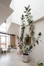 In this post we will see a different kind of tree houses and i won't take more of your time; Inspiration 331 Low Maintenance Indoor Plants Indoor Trees Plants