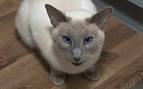 Siamese Cat Names | Better Homes & Gardens