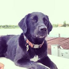 Black Lab Beagle Terrier Mix A Forever Puppy Sized Black Lab All The Wonderful Traits Of A Lab Under 35 Pounds Puppy Mix Lab Puppies Black Lab Puppies