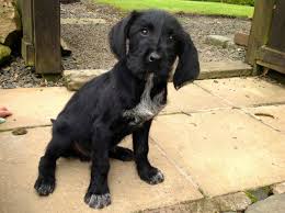 Maybe you would like to learn more about one of these? German Wirehaired Pointer X Labrador