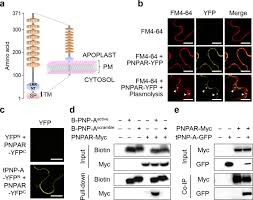 This a sample pnp position paper for those who have pre charge cases. Plant Natriuretic Peptide A Antagonizes Salicylic Acid Primed Cell Death Biorxiv