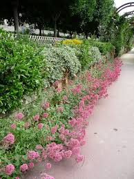 Bordure De Valeriane Des Jardins Paris Cote Jardin Jardins Jardins Champetres Jardin Paris