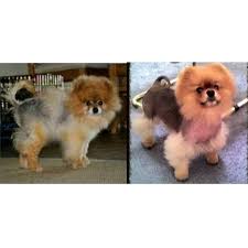 The use of trilostane for the treatment of alopecia x in alaskan malamutes. Mom Caes Gatos Voce Boa Tarde Seu Peludo Sofre Com Perda De Pelos