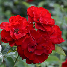 Lilli Marleen Rose (Rosa 'Lilli Marleen') in Simcoe Port Dover Tillsonburg  Delhi Jarvis Ontario ON at Ryerse Garden Gallery