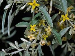 Image result for Antizoma angustifolia