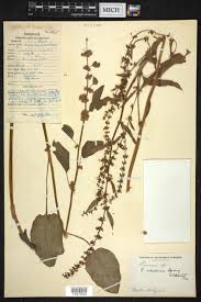 Image result for Rumex nepalensis