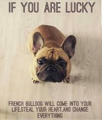 Kaylee akc female french bulldog dakota67888 hi my names kaylee! Calvin S Adventures French Bulldog Pup Home Facebook