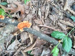 Image result for Nesaea polycephala