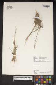 Image result for Sporobolus coromandelianus