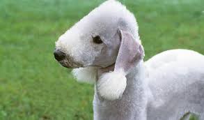 Look out for variences of coat types. Bedlington Terrier Breed Information