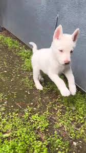 Baby Dexter 🧡 #badtothebone #mischeivous #whitepuppy #blueeyedpuppy  #germanshepherdmix #huskymix