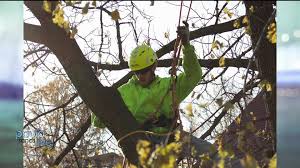We did not find results for: Tree Damage You Can T See