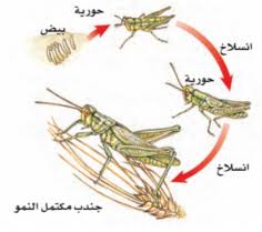 دورات الحياة By Expert1006 On Emaze