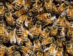 Beehive removal appears like a scary prospect, but it doesn't have to be. What To Do When You Spot A Bee Swarm In Your Backyard Allrid