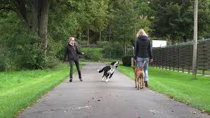 Hunde werden, je nach rasse und geschlecht, mit fünf bis zwölf monaten geschlechtsreif. Pubertat Beim Hund Und Ihre Bedeutung Fur Die Erziehung