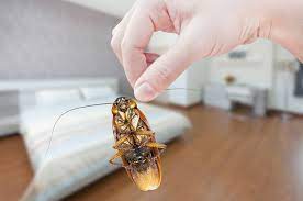 Maybe you would like to learn more about one of these? How To Prevent Cockroaches In Your Bedroom Insect Cop