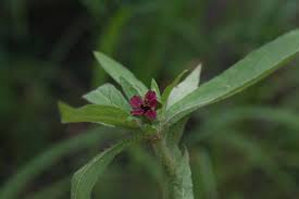 Image result for Aspilia kotschyi