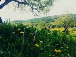 صور فصل الربيع في عصيرة القبلية نابلس فلسطين Natural Landmarks Landmarks Nature