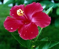 Image result for Hibiscus cannabinus