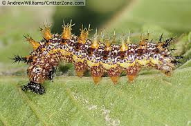 Maybe you would like to learn more about one of these? Question Mark Butterfly Caterpillar Polygonia Interrogationis Bugguide Net