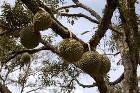 Résultat de recherche d'images pour "tree durian"