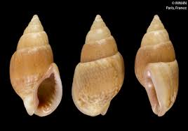 Image result for Tricalysia niamniamensis