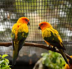 Interesting Facts About Sun Conures