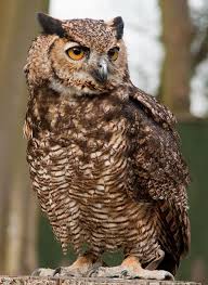 We did not find results for: Magellan Horned Owl Animals Pinterest Owl Pet Owl Bird Beautiful Owl
