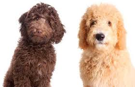 We breed our goldendoodle puppies at our florida farm. Goldendoodle And Labradoodle Puppies For Sale By Glamour Doodles Medium