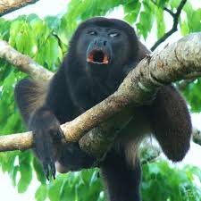Costa Rica Awesome Things 1 10 Costa Rica Wildlife Costa Rica Vacation Costa Rica