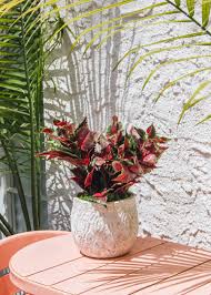 Search for artificial plants, artificial flowers, silk flowers online? Why Choose Outdoor Artificial Flowers And Greenery Artificial Flowers And Plants Artificial Plants Outdoor Artificial Flowers Outdoors