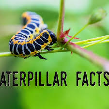 Sometimes its exciting to see caterpillars in our gardens. Caterpillar Basics Information And Answers To Commonly Asked Questions About Caterpillars Owlcation