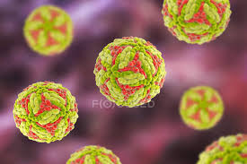 We did not find results for: Virus De La Encefalitis Japonesa Jev Ilustracion Por Ordenador Jev Es Un Virus Arn Acido Ribonucleico De La Familia Flaviviridae Generados Obras De Arte Stock Photo 389315816