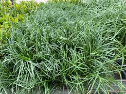 Image result for Enteropogon rupestris