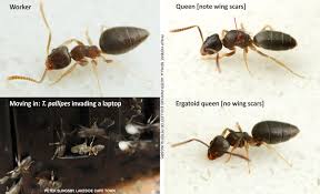 Ants Of Southern Africa Ant Catalogue Southern Africa