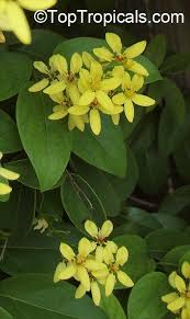 Image result for Tristellateia