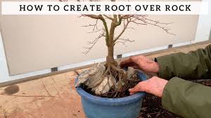 See more ideas about red maple tree, maple tree, tree. How To Create Root Over Rock Bonsai Maple Youtube