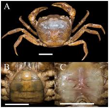 Image result for Tragia brevipes-benthamii-okanyu