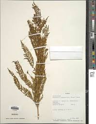 Image result for Dryopteris athamantica