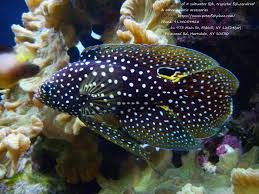 The Marine Betta Grouper Or Comet Is Probably One Of The Most Interesting Of Salt Water Fish The Marine Betta Groupe Betta Fish Aquarium Fish Betta Fish Care