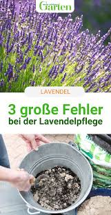 Die 3 Grossten Fehler Bei Der Lavendelpflege In 2020 Garten Bepflanzen Garten Anpflanzen Straucher Garten