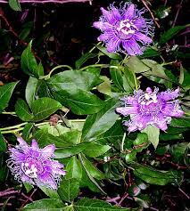Growing Passion Flower How To Grow Passion Flower In A Container Passiflora Passion Vine Passion Flower Container Flowers