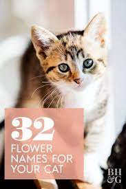 32 Distinctive Flower Names To Call Your Cat Flower Names Cats Kitten Names
