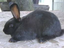 New zealand white rabbits are one of the only farm animals that don't require a lot of space or land they can be raised in your basement or garage or a backyard shed, or silver ridge rabbitry has sold purebred new zealand white rabbits to homesteaders, rabbitry's, and rabbit enthusiasts of all. Whoops I Couldn T Find That Listing Sorry Rabbit Rabbit Eating White Rabbits