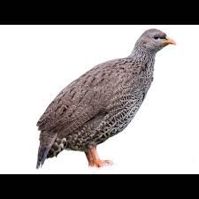 Image result for Aspilia natalensis