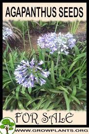 Agapanthus Seeds For Sale Gardening All Need To Know Before Buy This Plant Tips Amount Of Water Sun Exposure Pla Easy Plants To Grow Seeds For Sale Plants